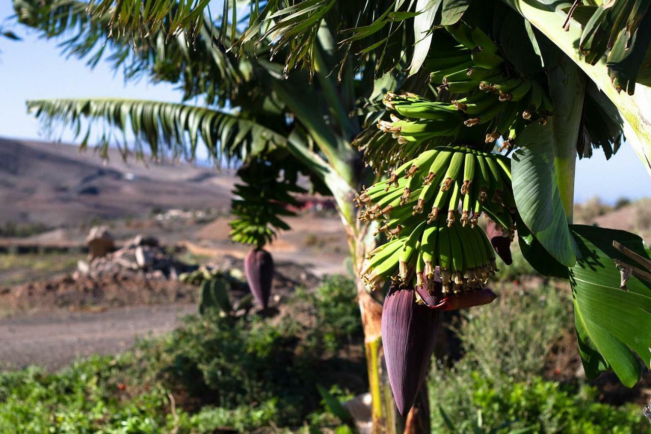 Pájara Finca Arbequina מראה חיצוני תמונה