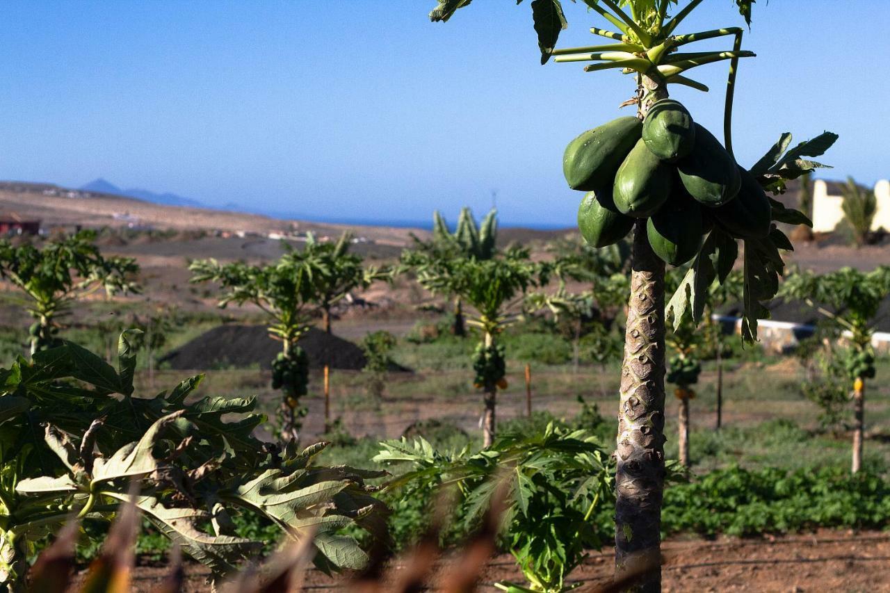 Pájara Finca Arbequina מראה חיצוני תמונה