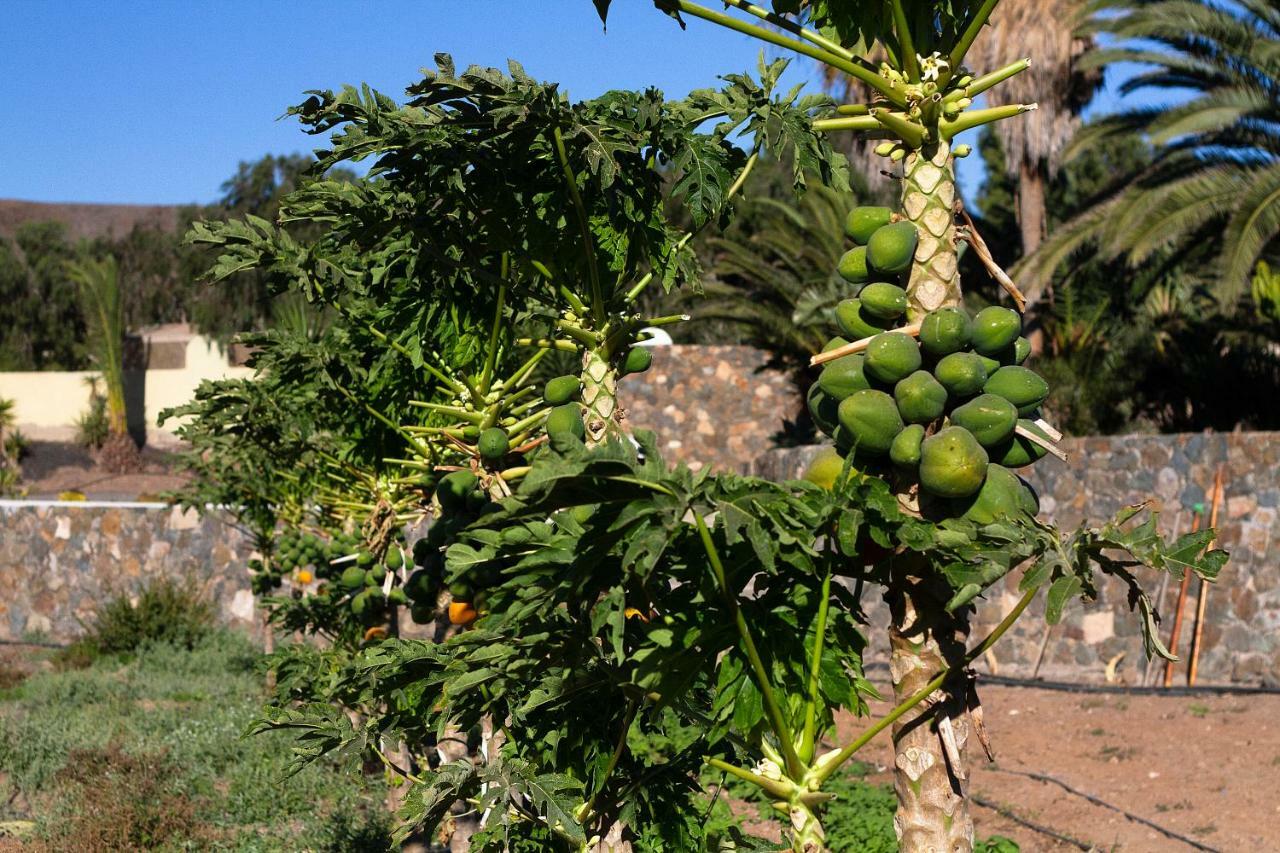 Pájara Finca Arbequina מראה חיצוני תמונה
